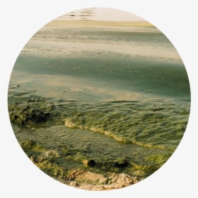 Algal Bloom Solution, HD Png Download, Transparent PNG
