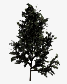 Pine Tree Png Silhouette - Top View Of Trees, Transparent Png, Transparent PNG