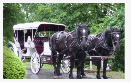 Horse Drawn Carriages - Horse And Buggy, HD Png Download, Transparent PNG
