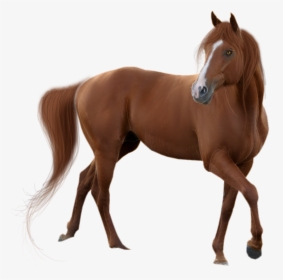 Horse Png, Transparent Png, Transparent PNG