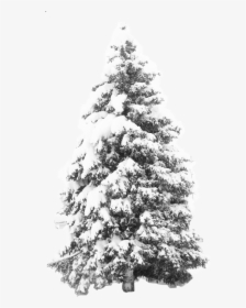 Clip Art Pin By Yiwei Deng - Tree With Snow Transparent Background, HD Png Download, Transparent PNG