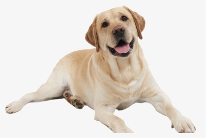 Dog Png - Animals Picture With Name, Transparent Png, Transparent PNG