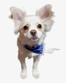 Chihuahua, HD Png Download, Transparent PNG