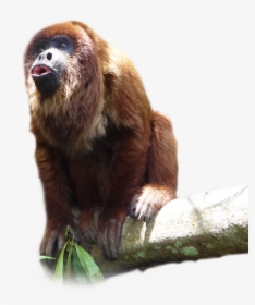 Howler Monkey, HD Png Download, Transparent PNG
