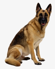 German Shepherd Puppy - Dog Images Hd Png, Transparent Png, Transparent PNG
