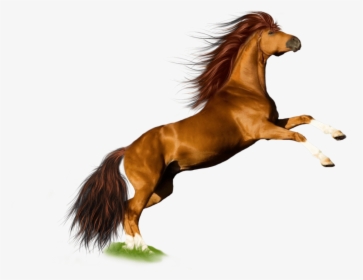 Horse Jump - Horse Hd Images White Background, HD Png Download, Transparent PNG