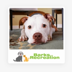 Dog Posing For Barks And Recreation - Brown And White Dogo Argentino, HD Png Download, Transparent PNG