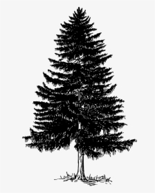 Black And White Pine Tree Png Vector, Clipart, Psd - Pine Tree Black And White, Transparent Png, Transparent PNG