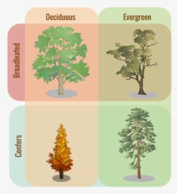 Tree Classifications - Deciduous Vs Evergreen Trees, HD Png Download, Transparent PNG