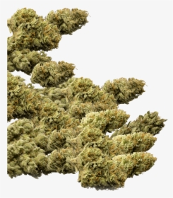 Buds Group - Marijuana Buds Png, Transparent Png, Transparent PNG