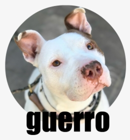 Guerro - Dogo Argentino, HD Png Download, Transparent PNG