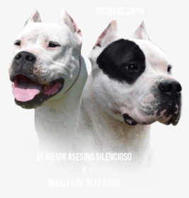 Dogo Argentino, HD Png Download, Transparent PNG