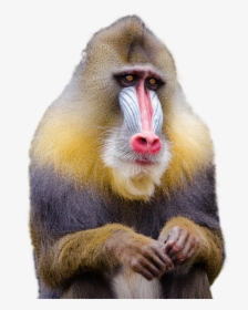 Mandrill Monkey Png Transparent Image Pngpix - Monkey Png, Png Download, Transparent PNG