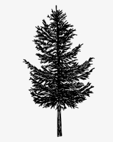 Pine Tree Png - Pine Tree Drawing Silhouette, Transparent Png, Transparent PNG
