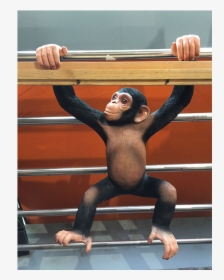 Monkeyhang - Common Chimpanzee, HD Png Download, Transparent PNG