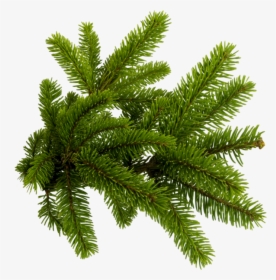 Pine Needles Png , Png Download - Christmas Tree Branch Png, Transparent Png, Transparent PNG