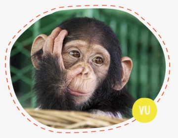 Cute Primates, HD Png Download, Transparent PNG