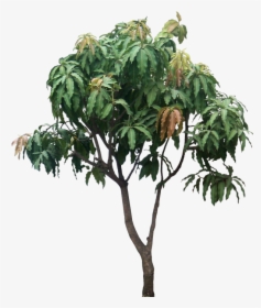Small Mango Tree Png, Transparent Png, Transparent PNG
