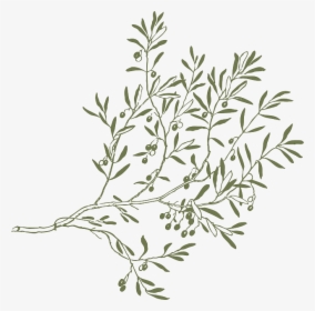 Olive Leaf Transparent Background, HD Png Download, Transparent PNG