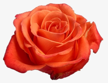 Orange Rose Png -previous - Orange Crush Rose Flower, Transparent Png, Transparent PNG