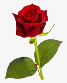 Download Single Red Rose Png Hd - Single Red Rose Hd, Transparent Png, Transparent PNG