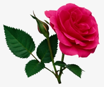 Yardstick Christmas Clipart - Rose Png, Transparent Png, Transparent PNG