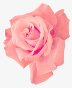 Transparent Rose Png - Pink Rose Png Free, Png Download, Transparent PNG