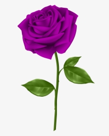Rose Flowers Png -blue Roses Wallpaper, Rose Images, - Transparent Background Purple Rose Clipart, Png Download, Transparent PNG