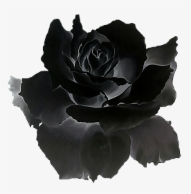 Black Rose Png - - Black Rose Gif Transparent, Png Download, Transparent PNG