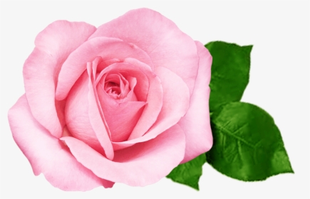 Transparent Pink Flower Png - Pink Beautiful Rose Flower, Png Download, Transparent PNG