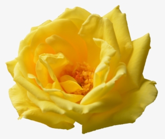 Transparent Rose Png Hd - Transparent Yellow Flower, Png Download, Transparent PNG