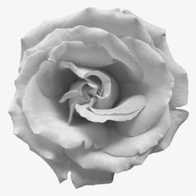 Black And White Rose Png, Transparent Png, Transparent PNG