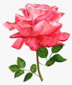 15 Watercolor Roses Png For Free Download On Mbtskoudsalg, Transparent Png, Transparent PNG