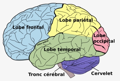 Brain Diagram Fr - Brain Diagram Left Side, HD Png Download, Transparent PNG