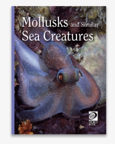 Mollusks And Similar Sea Creatures, HD Png Download, Transparent PNG