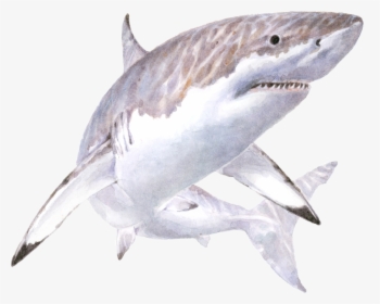 White Shark Illustration - Great White Shark Illustration, HD Png Download, Transparent PNG