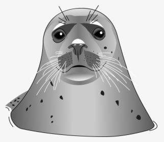 Download Harbor Seal Png Transparent Images Transparent - Harbor Seal Clip Art, Png Download, Transparent PNG