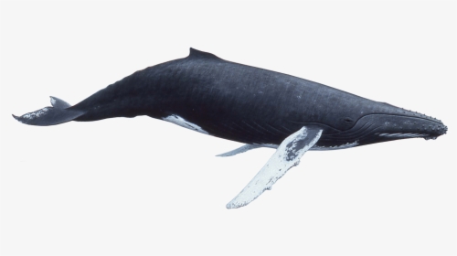 Humpback Whale - Humpback Clipart Whale Png, Transparent Png, Transparent PNG