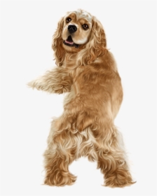 Happy Friday - Golden American Cocker Spaniel, HD Png Download, Transparent PNG