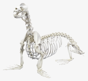 California Sea Lion - Animals Skeletons, HD Png Download, Transparent PNG