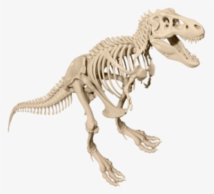 T-rex Skeleton Dinosaur Transparent Image - Dinosaur Bones Transparent Background, HD Png Download, Transparent PNG