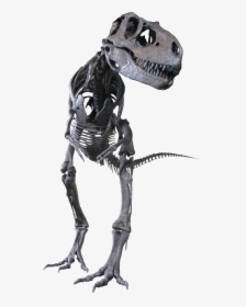 Albertosaurus Clean - Albertosaurus Sarcophagus, HD Png Download, Transparent PNG