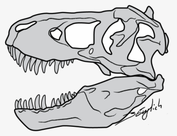 Vector Transparent Stock Trex Vector Skull - Tyrannosaurus Rex Skull Drawing, HD Png Download, Transparent PNG