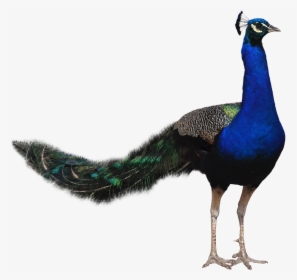 Peacock - Peafowl, HD Png Download, Transparent PNG
