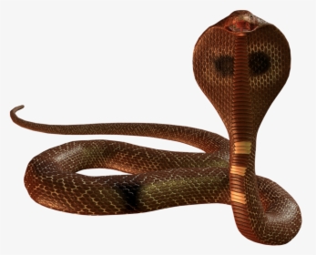King Cobra Snake Png, Transparent Png, Transparent PNG