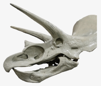 Tricerotops Head - Skull, HD Png Download, Transparent PNG