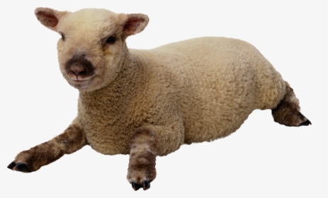 Sheep With Transparent Background, HD Png Download, Transparent PNG