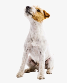 Picture Of A Jack Russel Terrier Looking Up - Dog Looking Up Png, Transparent Png, Transparent PNG