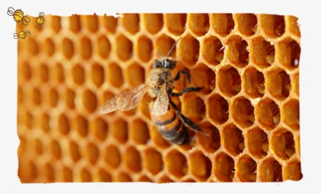 Las Coronación De Una Abeja Reina, Abeja Reina - Ever Honey Made With One Bee, HD Png Download, Transparent PNG