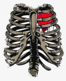 Rib Cage & Heart - Rib Cage Heart Png, Transparent Png, Transparent PNG